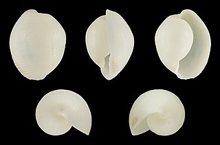 <i>Atys naucum</i> species of mollusc