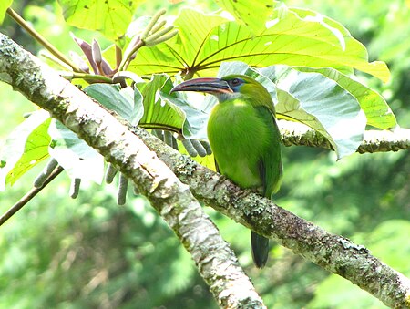 Aulacorhynchus sulcatus -Aragua State -Venezuela-8.jpg