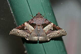 <i>Avatha bubo</i> Species of moth