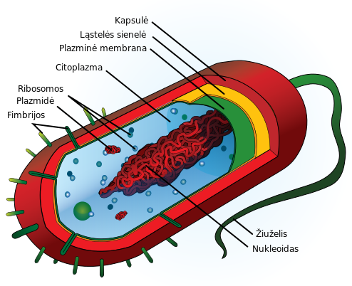 File:Average prokaryote cell- lt.svg