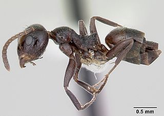 <i>Axinidris lignicola</i> Species of ant