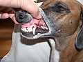 Dogs use their incisors for many things.