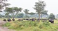 * Nomination African buffalos (Syncerus caffer), Lake Mburo National Park, Uganda --Poco a poco 04:59, 30 May 2024 (UTC) * Promotion  Support Good quality. --AuHaidhausen 18:33, 30 May 2024 (UTC)