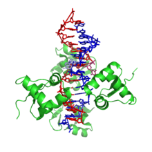 B-Z junction bound to a Z-DNA binding domain. Note the two highlighted extruded bases. From PDB: 2ACJ . B-, Z-DNA junction 2ACJ.png