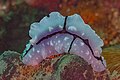 * Nomination Sea slug (Phyllidiopsis shireenae), Anilao, Philippines --Poco a poco 15:17, 28 June 2024 (UTC) * Promotion  Support Good quality. --Ermell 21:14, 28 June 2024 (UTC)