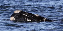 Fotografie hladiny moře, ze které vykukuje špička tlamy velryby s četnými mozoly zrohovatělé kůže zakončené bílými koloniemi korýšů