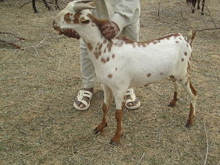 <span class="mw-page-title-main">Barbari goat</span> Indian breed of goat