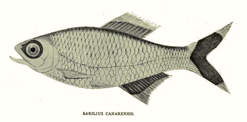 File:BariliusCanarensis.jpg