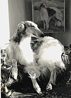 A Borzoi with a Borzoi picture behind.