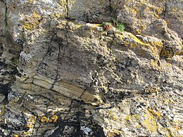 Tuff layer within Eday Sandstone near Houton Head, Mainland, Orkney Base of tuff layer in Lower Eday Sst.jpg