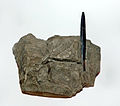 Thumbnail for Belemnites (genus)