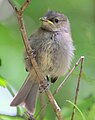 juvenile at Zealandia