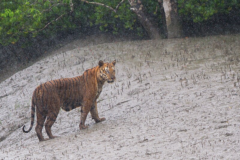 File:Bengal Tiger in rain at Sundarban.jpg