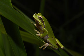 Bildbeschreibung BennyTrapp Hyla orientalis Bulgarien.jpg.