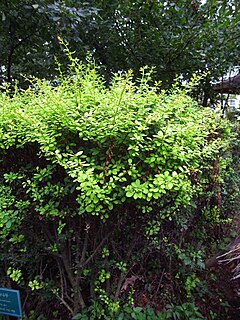 <i>Berberis koreana</i> Species of shrub