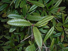 Berberis veitchii 2016-04-19 7680.JPG