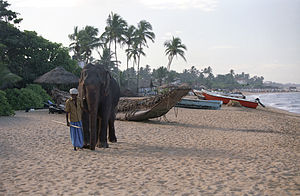 English: Morning on the Beruwela beach with elephant Polski: Poranek ze słoniem na plaży w Beruweli, Sri Lanka