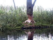 Le castor, dont les incisives sont aussi aiguisées qu'un bon ciseau à bois peut couper des arbres assez épais, mais il s'agit alors d'essences à bois tendre.