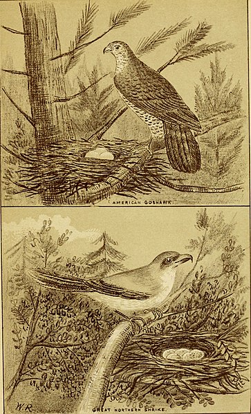 File:Bird-nesting in north-west Canada (1892) (14563660600).jpg