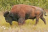 Bison bison athabascae