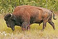 Canadisk skov-bison minder på flere måder om den uddøde steppebison