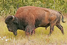 A wood bison around Coal River in Canada Biso de bosc.jpg