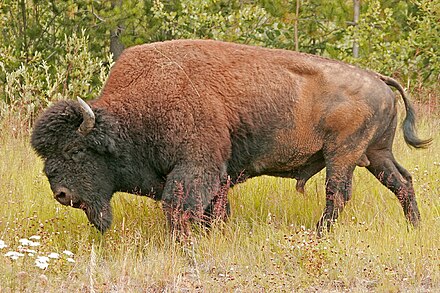 A wood bison around Coal River in Canada