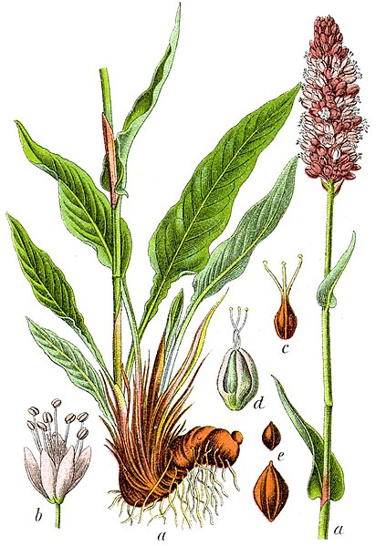 File:Bistorta officinalis Sturm61.jpg