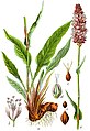 Bistorta officinalis (as syn. Polygonum bistorta) vol. 4 - plate 61 in: Jacob Sturm: Deutschlands Flora in Abbildungen (1796)