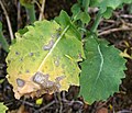 Vignette pour Leptosphaeria maculans