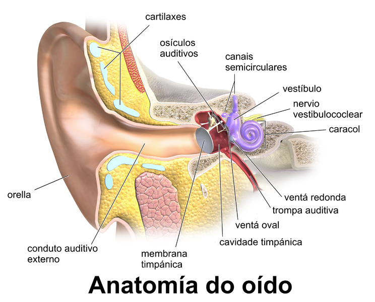 File:Blausen 0328 EarAnatomy - gl.png