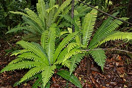 Blechnum discolor