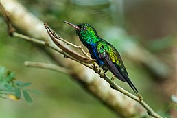 Аріан блакитноволий (Polyerata amabilis)