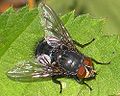 Blue bottle fly