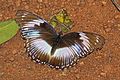 * Nomination Blue diadem (Hypolimnas salmacis salmacis) male, Ghana --Charlesjsharp 09:40, 30 April 2017 (UTC) * Promotion Good quality. --Poco a poco 13:14, 30 April 2017 (UTC)