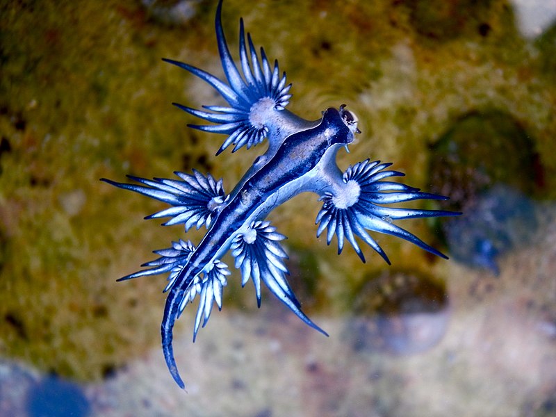 File:Blue dragon-glaucus atlanticus (8599051974).jpg