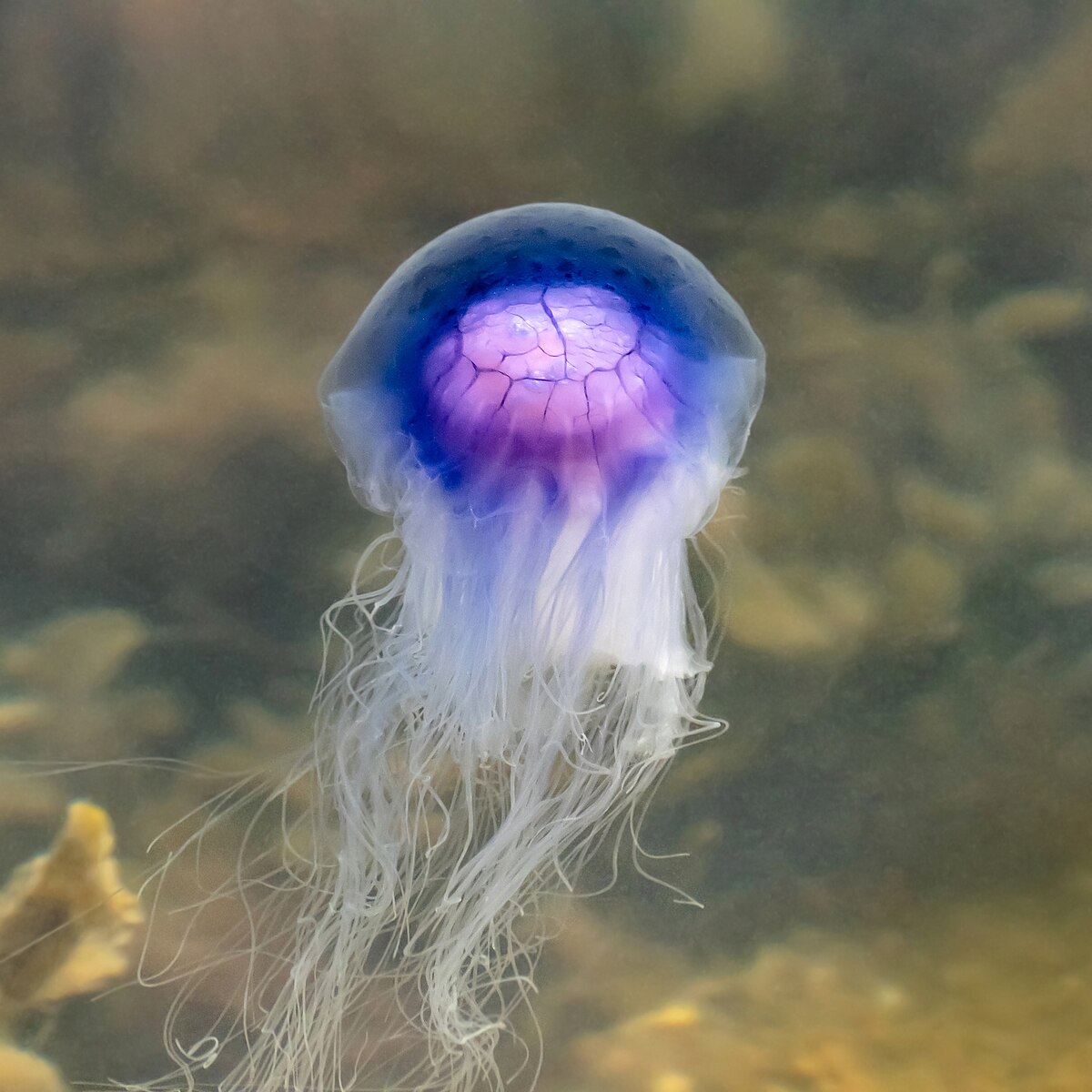 Blue Jellyfish Wikipedia
