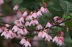 Elaeocarpus reticulatus