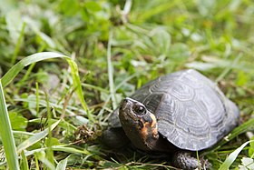 Bog turtle (18120958593).jpg