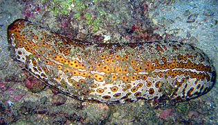 Sea Cucumber