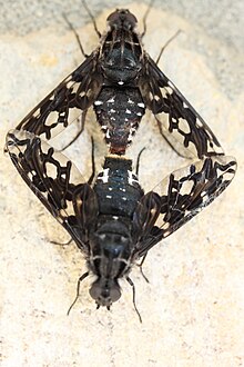 Xenox tigrinus mating Bombyliidae mating.JPG