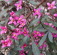 Boronia