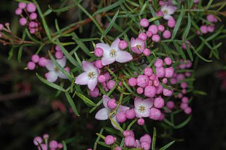 <i>Boronia thujona</i> Species of flowering plant