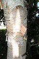 Betulaceae -betula -bouleau(fr) -Birch