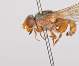<span class="mw-page-title-main">Brachyopa media</span> Species of fly
