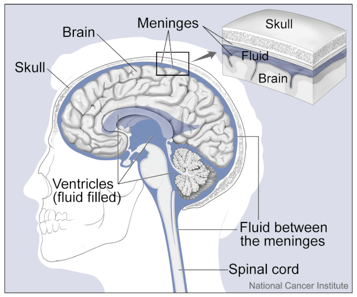 File:Brain and Nearby Structures (26276988755).gif