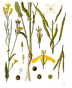 Brassica napus - Köhler–s Medizinal-Pflanzen-169.jpg