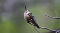 Broad-tailed Hummingbird - Ramsey Canyon - Sierra Vista - AZ - 2015-09-14at11-35-456 (20805404573).jpg