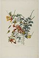 Brooklyn Museum - Ruby Throated Humming Bird - John J. Audubon.jpg