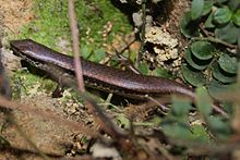 Brown Forest Skink (Sphenomorphus incognitus) 股鱗蜓蜥3.jpg